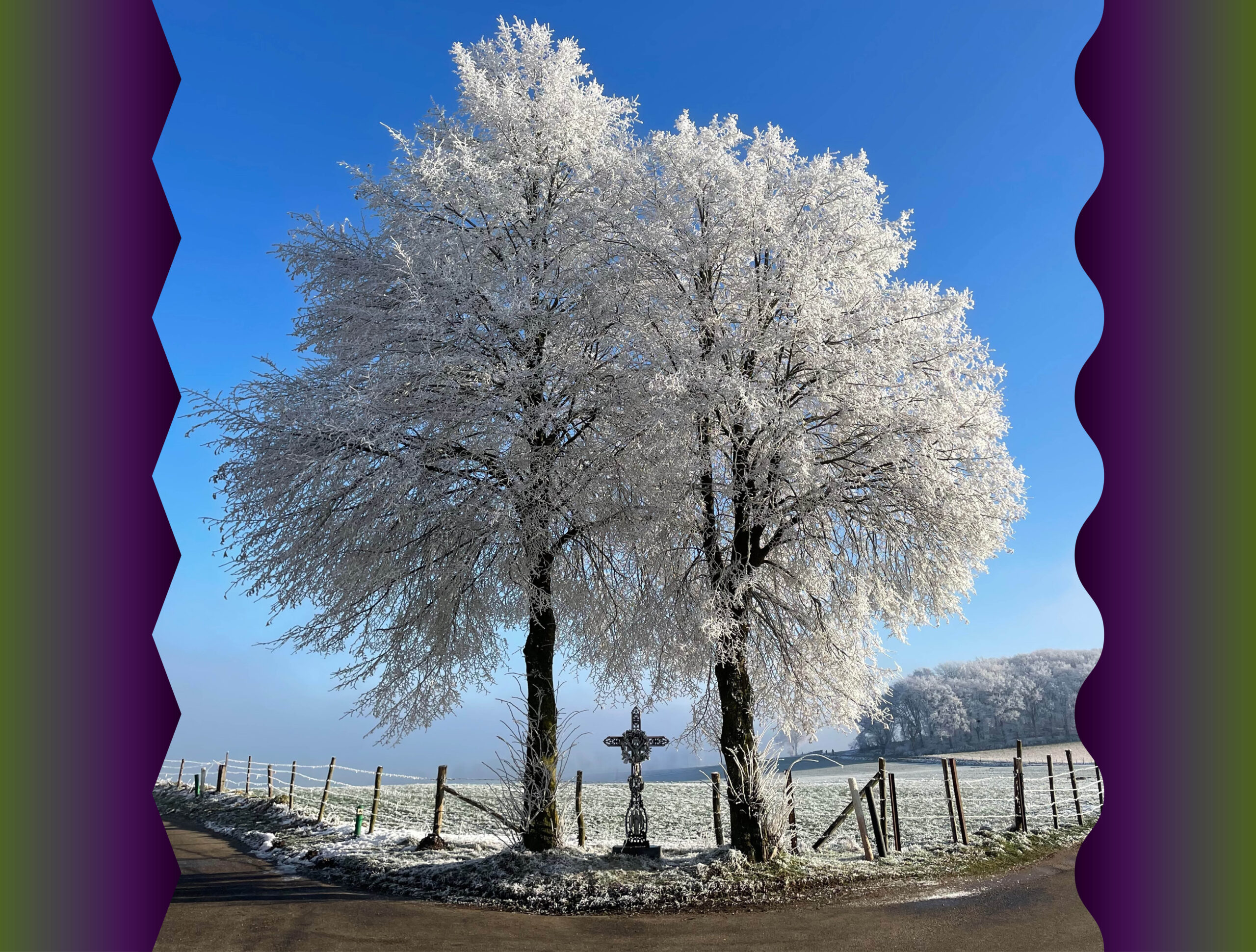 HXSI.webplaatje.R+E.Boom.sneeuw