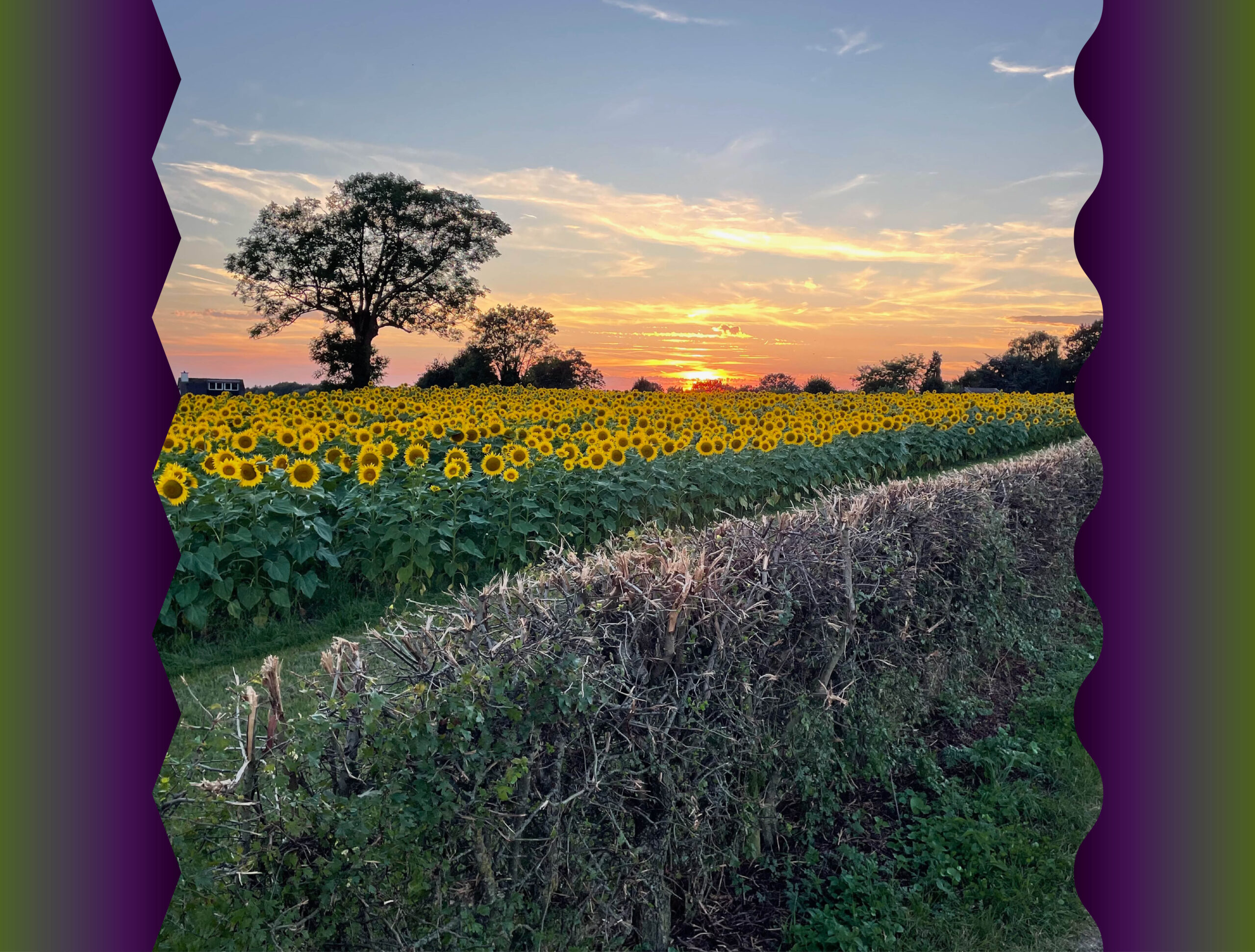 HXSI.webplaatje.R+E.ZonneBloemen